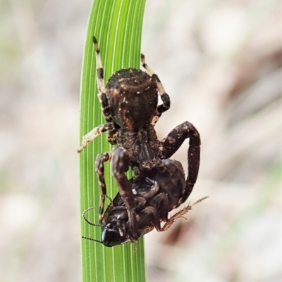 Stephanopis sp. (genus) (Knobbly crab spider) at Holt, ACT - 10 Oct 2021 by CathB