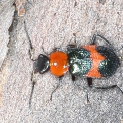 Dicranolaius cinctus (Notched-leg Red & Blue Flower Beetle) at Acton, ACT - 11 Oct 2021 by jb2602