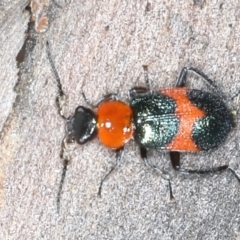 Dicranolaius bellulus (Red and Blue Pollen Beetle) at Acton, ACT - 11 Oct 2021 by jb2602