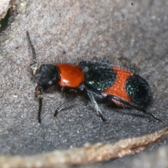 Dicranolaius bellulus at Acton, ACT - 11 Oct 2021