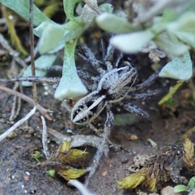 Artoriopsis sp. (genus) (Unidentified Artoriopsis wolf spider) at Aranda Bushland - 7 Oct 2021 by CathB