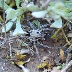 Artoriopsis sp. (genus) at Holt, ACT - 7 Oct 2021