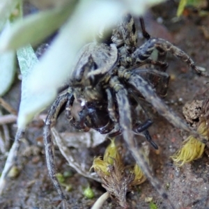 Artoriopsis sp. (genus) at Holt, ACT - 7 Oct 2021