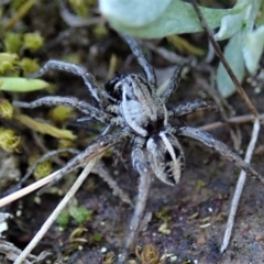 Artoriopsis sp. (genus) at Holt, ACT - 7 Oct 2021