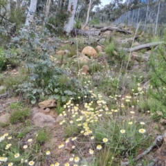 Leucochrysum albicans subsp. tricolor (Hoary Sunray) at O'Malley, ACT - 11 Oct 2021 by Mike