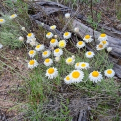 Leucochrysum albicans subsp. tricolor at O'Malley, ACT - 11 Oct 2021