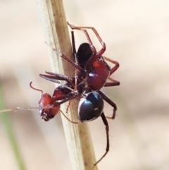 Habronestes bradleyi (Bradley's Ant-Eating Spider) at Aranda Bushland - 8 Oct 2021 by CathB