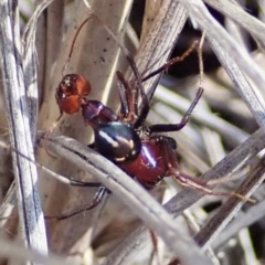 Habronestes bradleyi at Aranda, ACT - 8 Oct 2021 02:57 PM