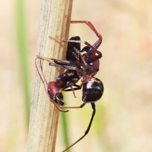 Habronestes bradleyi at Aranda, ACT - 8 Oct 2021 02:57 PM