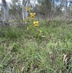 Diuris nigromontana (Black Mountain Leopard Orchid) at Bruce, ACT - 11 Oct 2021 by JVR