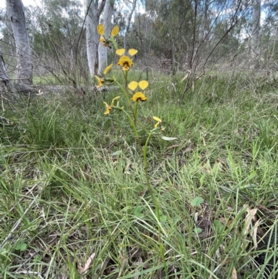 Diuris nigromontana (Black Mountain Leopard Orchid) at Bruce Ridge to Gossan Hill - 11 Oct 2021 by JVR