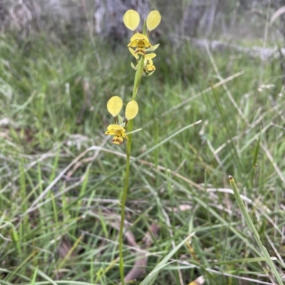Diuris nigromontana (Black Mountain Leopard Orchid) at Flea Bog Flat, Bruce - 11 Oct 2021 by JVR