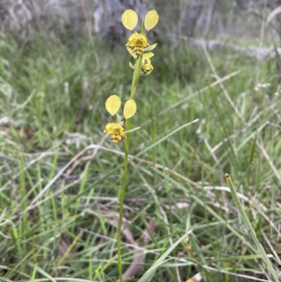 Diuris nigromontana (Black Mountain Leopard Orchid) at Bruce, ACT - 11 Oct 2021 by JVR