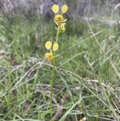 Diuris nigromontana (Black mountain leopard orchid) at Bruce, ACT - 11 Oct 2021 by JVR