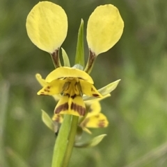 Diuris nigromontana at Bruce, ACT - 11 Oct 2021