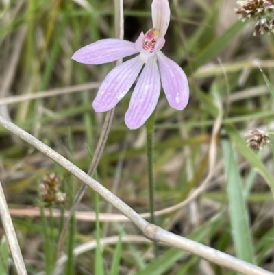 Caladenia carnea (Pink Fingers) at Bruce Ridge to Gossan Hill - 11 Oct 2021 by JVR