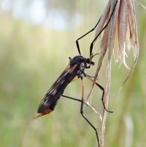 Gynoplistia sp. (genus) at Cook, ACT - 10 Oct 2021 10:22 AM