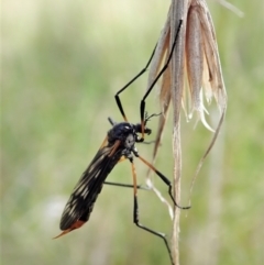 Gynoplistia sp. (genus) at Cook, ACT - 10 Oct 2021 10:22 AM