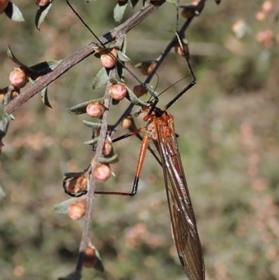 Harpobittacus australis (Hangingfly) at Molonglo Valley, ACT - 8 Oct 2021 by CathB