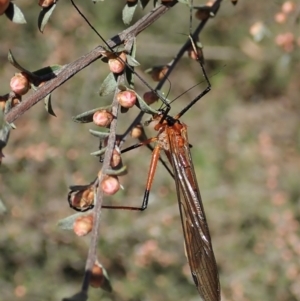 Harpobittacus australis at Molonglo Valley, ACT - 8 Oct 2021