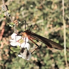 Harpobittacus australis at Molonglo Valley, ACT - 8 Oct 2021 03:27 PM