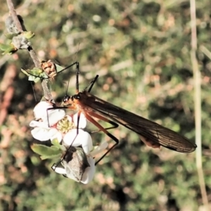 Harpobittacus australis at Molonglo Valley, ACT - 8 Oct 2021 03:27 PM