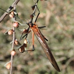 Harpobittacus australis at Molonglo Valley, ACT - 8 Oct 2021 03:27 PM