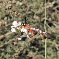 Harpobittacus australis at Molonglo Valley, ACT - 8 Oct 2021 03:27 PM