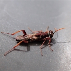 Cleonyminae (subfamily) (Parasitic wasp) at Cook, ACT - 9 Oct 2021 by CathB
