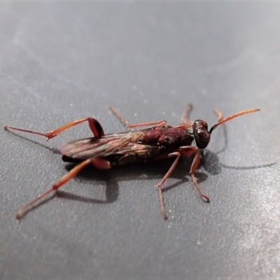 Cleonyminae (subfamily) (Parasitic wasp) at Cook, ACT - 9 Oct 2021 by CathB