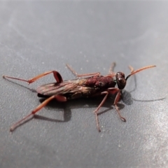 Unidentified Parasitic wasp (numerous families) (TBC) at Cook, ACT - 8 Oct 2021 by CathB