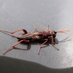 Cleonyminae (subfamily) at Cook, ACT - suppressed