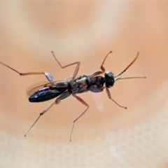 Cleonyminae (subfamily) at Cook, ACT - suppressed