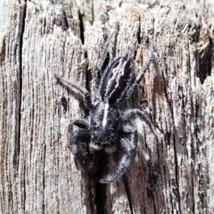 Ocrisiona leucocomis at Holt, ACT - 7 Oct 2021 02:29 PM