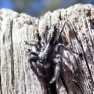 Ocrisiona leucocomis at Holt, ACT - 7 Oct 2021