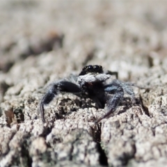 Ocrisiona leucocomis at Holt, ACT - 7 Oct 2021