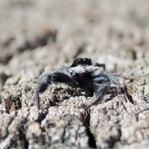 Ocrisiona leucocomis at Holt, ACT - 7 Oct 2021