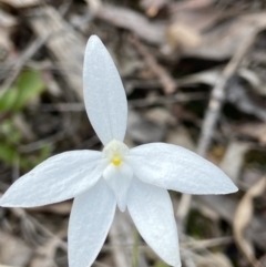 Glossodia major (Wax Lip Orchid) at Black Mountain - 11 Oct 2021 by AJB