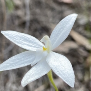 Glossodia major at Aranda, ACT - suppressed