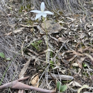 Glossodia major at Aranda, ACT - suppressed