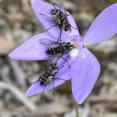 Tachinidae (family) (Unidentified Bristle fly) at Black Mountain - 11 Oct 2021 by AJB