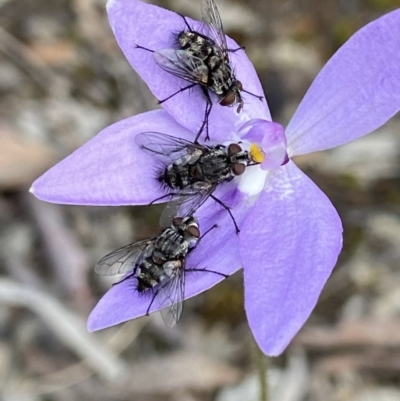 Tachinidae (family) (Unidentified Bristle fly) at Watson, ACT - 11 Oct 2021 by AJB