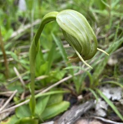 Pterostylis nutans (Nodding Greenhood) at Black Mountain - 11 Oct 2021 by AJB