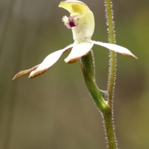 Caladenia moschata at Woodlands, NSW - suppressed