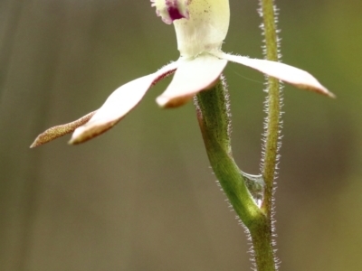 Caladenia moschata (Musky Caps) at Woodlands, NSW - 11 Oct 2021 by Snowflake