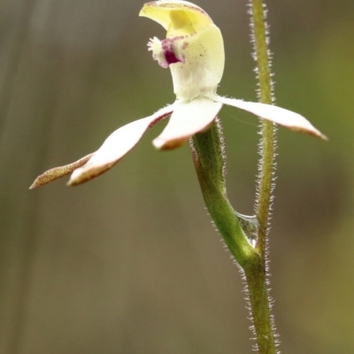 Caladenia moschata (Musky Caps) at Woodlands, NSW - 11 Oct 2021 by Snowflake