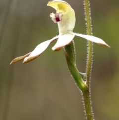 Caladenia moschata (Musky Caps) at Woodlands, NSW - 10 Oct 2021 by Snowflake