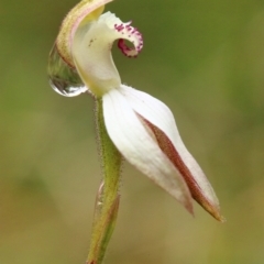 Caladenia moschata at Woodlands, NSW - suppressed