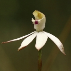 Caladenia moschata at Woodlands, NSW - suppressed