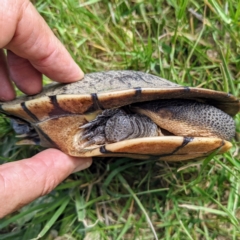 Chelodina longicollis (Eastern Long-necked Turtle) at Lions Youth Haven - Westwood Farm A.C.T. - 11 Oct 2021 by HelenCross